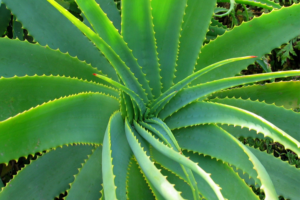 #